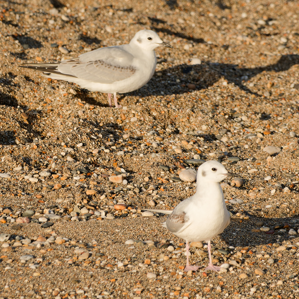 Bonaparte's Gull